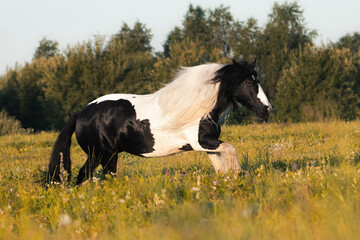 Paint gypsy cob mare running outside in summer field.