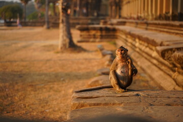 Cute Monkey in the living nature. Cambodia, Angkor Wat