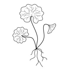 gotu cola or centella asiatica leaves outline vector	illustration.