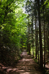 Fototapeta na wymiar Trail in the woods