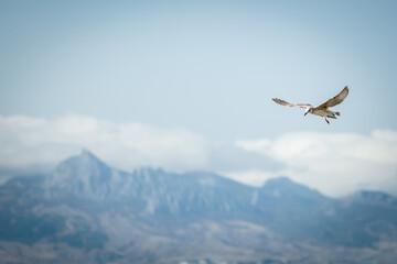 Fototapeta na wymiar A seagull flies against the background of mountains