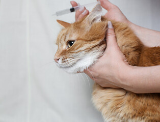 a red fluffy domestic cat is going to be given medicine with a syringe