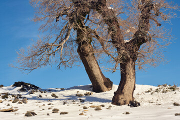 Gall oaks or mountain oaks (Quercus Faginea) in the Sierra de las Nieves National Park in Malaga. Spain.