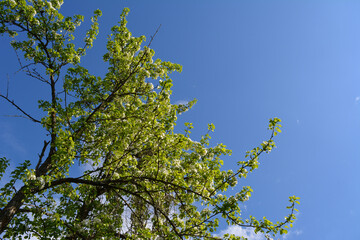 Pear tree on the background of blue sky. Garden in spring.