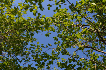 Fototapeta na wymiar Beautiful view from below on branches with green leaves on the background of blue sky. Viburnum, aronia and plum trees in the garden.
