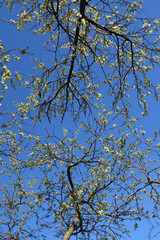 Blooming plum trees on the background of blue sky