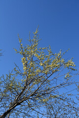 Obraz premium Flowering plum tree on the background of blue sky in spring garden