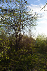 Beautiful spring landscape in country garden with apple tree and fresh grass