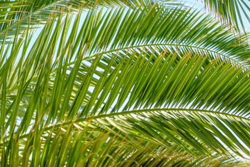 Palm tree leaves against the blue sky. Floral pattern background.