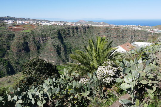 Landschaft auf Gran Canaria mit Kateen, Palme und Bl&uuml;ten