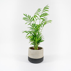 House plant on a white background