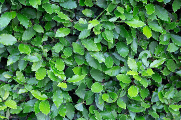 Laurel leaves illuminated by the sun