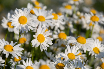 Daisies with dew drops on petals