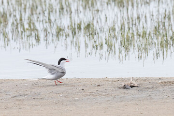 Arctic tern stand on the sand