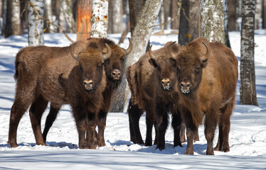 Bisons in winter forest on a sunny winter day