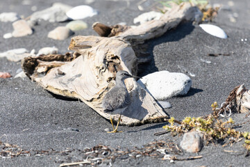 Gray-tailed tattler on gray stones, Kunashir island