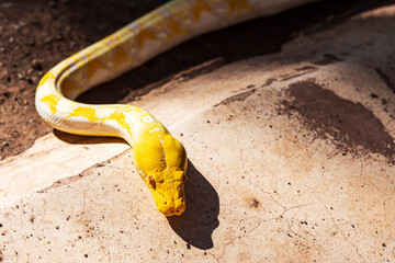 yellow snake on a rock
