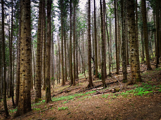 Pine forest in the carpathian mountains, Romania