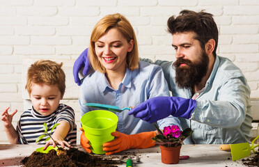 Son help father and mother to plant flowers. Family gardening. Child helps parents to care for plants.