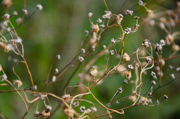 Dried flowers of wild daisies. Selective focus inflorescences of dry grass on blurred background of autumn forest. Natural background of wild dried chamomile with copy space. Autumn season concept.