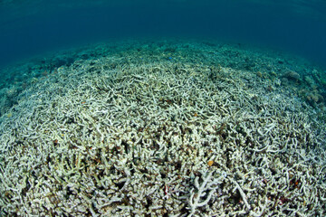 Fototapeta na wymiar A coral reef is almost completely dead, probably due to dynamite fishing. Using explosives to fish is an unsustainable method of protracting natural resources as it wipes out large parts of reefs.