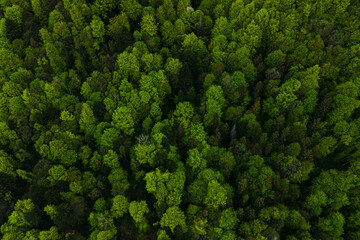 Aerial view of dark mixed pine and lush forest with green trees canopies