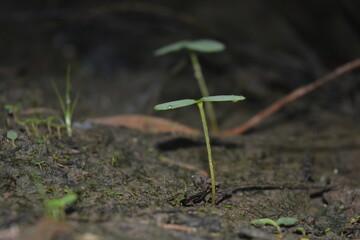 green sprout
