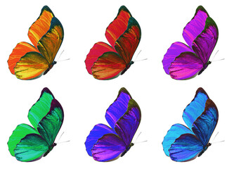 butterflies multicolored isolated on white background. Collection. Clipping path