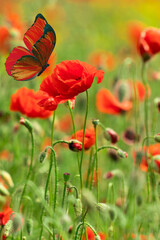 Butterfly on a flower. Beautiful butterfly on a red poppy flower. Butterfly on the background of a flowering field