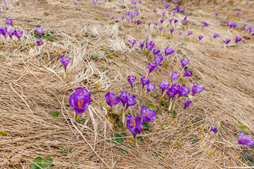 Field of crocus flowers blooming on the mountains hill. Rare plants in wildlife, springtime