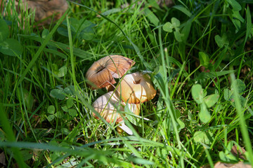 Setas asomando escondidas entre la vegetación 