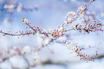Flowering tree branches in spring