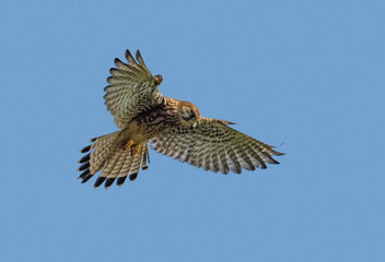 falcon kestrel in flight on blue sky background