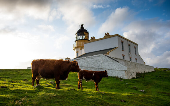 Stoer Lighthouse, Unapool, Scotland - Highland Cows in the Foreground 