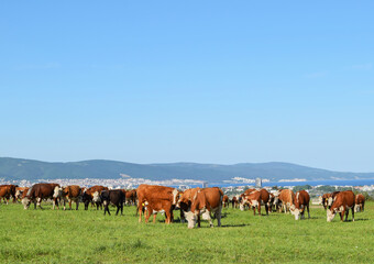 Fototapeta na wymiar A herd of cows graze in the spring meadow. Cattle from a private farm in Bulgaria.