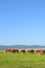 Fototapeta na wymiar A herd of cows graze in the spring meadow. Cattle from a private farm in Bulgaria.