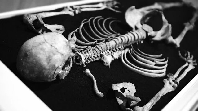 Full real human skeleton in his entirety. Panning and close up of every bone of the human being