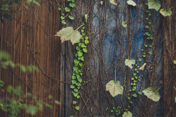 愛知県常滑市の陶磁器がテーマの観光モデルコース - やきもの散歩道の風景