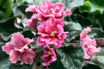 Bright pink violet flowers. Flowers of Senpolia close-up. Floral background. Selective focus.