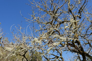 Flechte an Eiche auf Gran Canaria