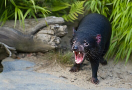 Screaming Tasmanian Devil in the bush. This really noisy animal is called Purinina or Tardiba by Aborigins. Sarcophilus harrisii.    