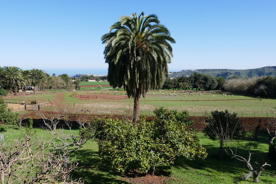 Palme auf Finca Osorio auf Gran Canaria
