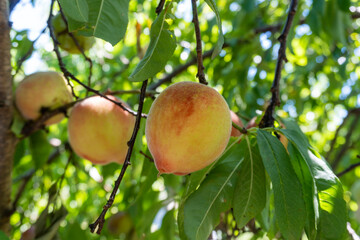 peache fruit