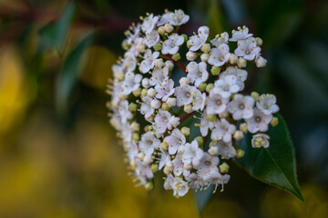 Muita flores brancas com uma luz suave