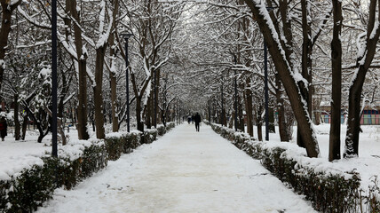 path in the snow