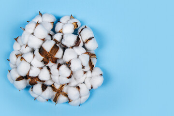 Heap of cotton flowers on blue background with copy space