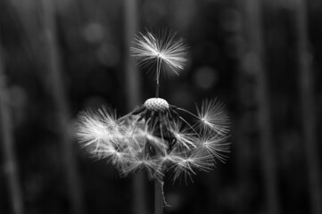 dandelion black and white art