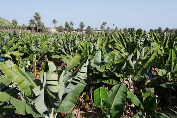 Bananenplantage auf Gran Canaria