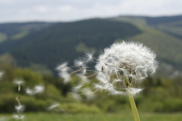 Dandelion seed fluff blowing in the wind with mountain background; make a wish