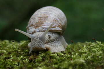 Burgundy snail (Helix pomatia) edible snail close-up on moss